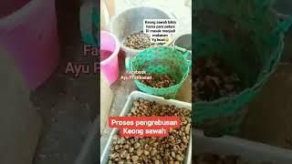 ngrebus keong sawah menyenangkan pakai tungku #ayu_streaming #tkisaudiarabia #viral  #shorts