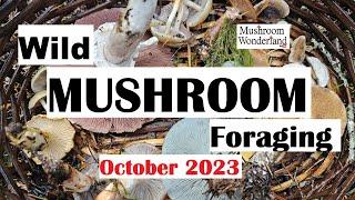 Wild Mushroom Foraging in October 2023