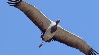 Golden Eagle Arial Battle  Planet Earth  BBC Earth