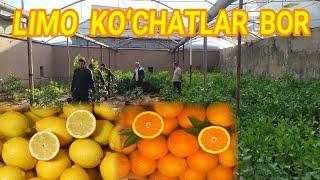 LIMON KOʻCHATLAR BOR SOTILADI SURXONDARYO DENOV XAZARBOGʻ LIMONI #SurXon_Media