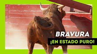 Los TOROS SALVAJES más BRAVOS soltados en 2022 ¡Qué ANIMAL