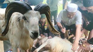 Qurban Domba - Qurban Domba Idul Adha 20231444 H