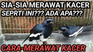 3 PENYEBAB KACER MENCRET NO 3 BANYAK TERJADI  CARA MERAWAT BURUNG KACER - DR KACER