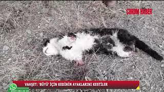 VAHŞET BÜYÜ İÇİN KEDİNİN AYAKLARINI KESTİLER