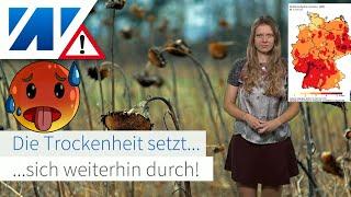 Katastrophale Dürre Trockenheit immer schlimmer Hitze nimmt an Fahrt auf Hohe Waldbrandgefahr.