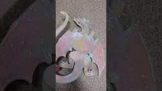 Incredible Holographic Resin Dragon