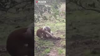 The anaconda monkey this is a short video vmate