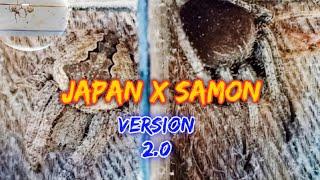 Black Samon Vs Brown Japan Spider- Rematch️ 