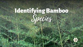 Bamboo Species Identification Golden Bamboo aka Phyllostachys aurea