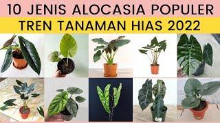 10 Jenis Alocasia Paling Populer Macam Macam Tanaman Alocasia Tanaman Viral Tahun 2022