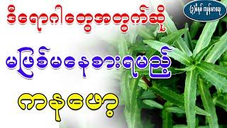 ဒီရောဂါတွေအတွက်ဆို မဖြစ်မနေစားရမည့် ကနဖော့၊ Health Benefit of buffalo spinach