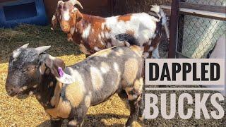 OUR DAPPLED BOER GOAT BUCKS RED VS BLACK COMPARISON