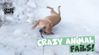 Funny Animal Fail Compilation 2018 - Animals Falling Over 