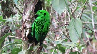 Birds of Mount Kinabalu Borneo