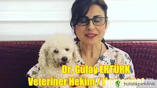 KÖPEKLERE KEMİK VERİLİR Mİ ? #köpekler #köpekpsikolojisi #veterinerhekim #kemik