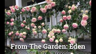 Eden Climbing Rose