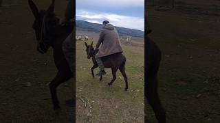 Nasrettin Hocaya selam olsun  #eşek #hayvanlar #köpek #köy #keşfet #donkey #dog #shorts #animals