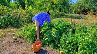 The wife collects vegetables and fruits on the farm. Preparation of products for the winter
