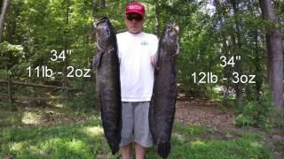 Best Snakehead Bowfishing Video Ever - GIANT Potomac River Snakeheads