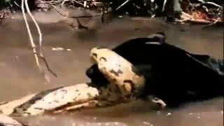 Anaconda vs Jaguar