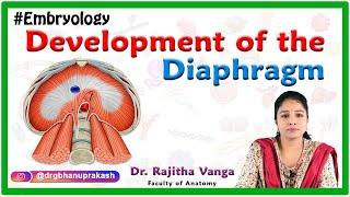 Development of the Diaphragm  Human Embryology