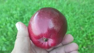 Яблуня літній сорт Вільямс Прайд apple Williams Pride. Чудовий комерційний сорт яблук.  2023 рік