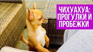 Утренние прогулки вечерние пробежки чихуахуа #amydog