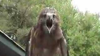 red-tailed hawk screaming