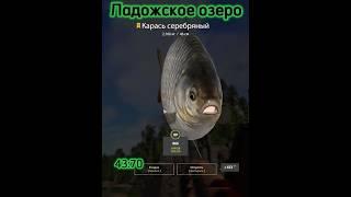 Фарм Трофеев #рр4 #русскаярыбалка4 #russianfishing4 #rf4