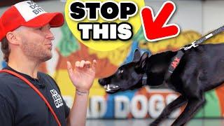 STOP Dog From Reacting To Other Dogs in 1 Hour