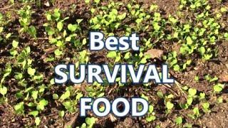 Fall COVER CROP and SURVIVAL FOOD Plant Now