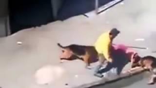 DOGS EATING A GUYS BODY - STREET FIGHT