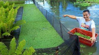 Amazing DIY Azolla Tank - This Azolla Plant saved me from these costly pellets