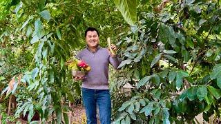 Winter Harvest of Tropical Fruits in Californias Central Valley