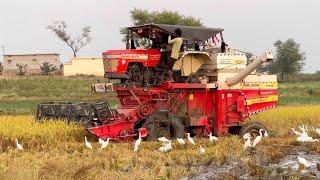 Swaraj harvester working in mud  harvester   tractor 