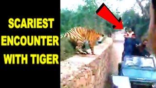 Closest Encounter with TIGER by tourists at Ranthambore Forest India  Tigers Attack Tourists Safari