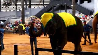 Elephant show from Suan nongnuch Pattaya Thailand