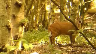 Barking Reeves Muntjac  the nature recorder