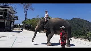 Таиланд 2024.02. Пхукет. Камала. Слоновая ферма Pang Chang Kamala Elephant Camp Phuket.