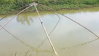 anco ikan di sungai yang banyak ikan mujaer nila