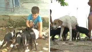 A unique bond dog nurses orphaned piglets