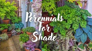 My Top 6 Perennials For Shady Container Gardens