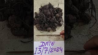 #Nall #pusupa  #Kali #haldi  black turmeric  original  available  call  me  8073861102