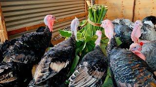 Turkeys Feeding on Green Leaves                           #uganda  #poultryfarming  #turkeyhunting