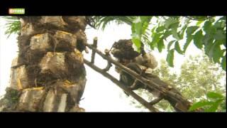 Smart Farm - Oil Palm Tree Farming