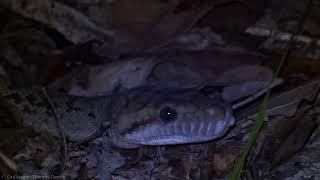 Australian Scrub Python Simalia kinghorni