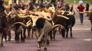 Fort Worth Cattle Drive