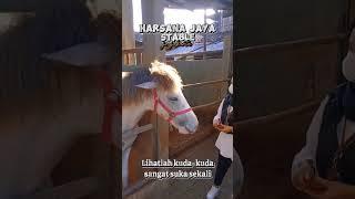 Senengnya Kalo Punya Kuda Nurut #horse #pacuankudaindonesia #yeyenluncerholic #pecintakuda