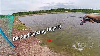 Banyak Ikan Yang BERSAIZ PADU PADU Dalam Kolam Air Masin Ini 