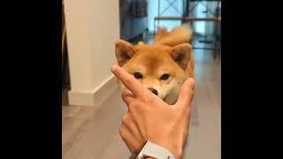 Shiba Inu learned a new trick watch her adorable smile